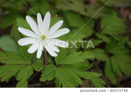 海葵pseudoaltaica 60515746