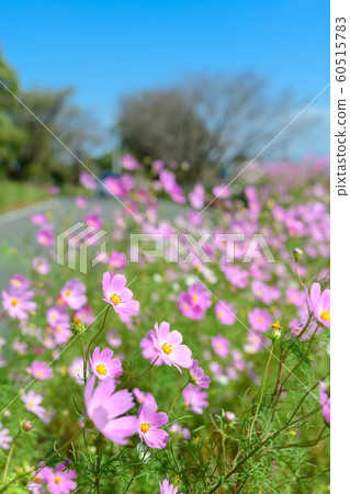 Cosmos Park Kitano Cosmos 60515783