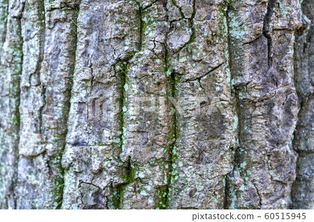 橡樹皮 60515945