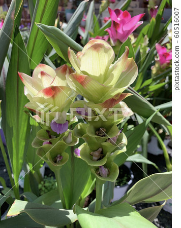 Blossom White Turmeric Flower (lat.- Curcuma) Blossom White Turmeric Flower (lat.- Curcuma) 60516007