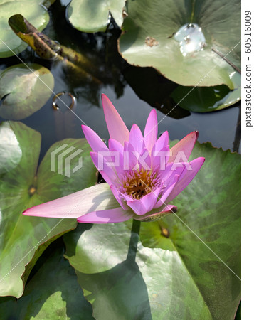 Flowering pink lotus in the pond Flowering pink lotus in the pond 60516009