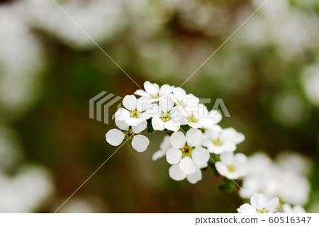 Yukiyanagi（Yukiyanagi） 60516347