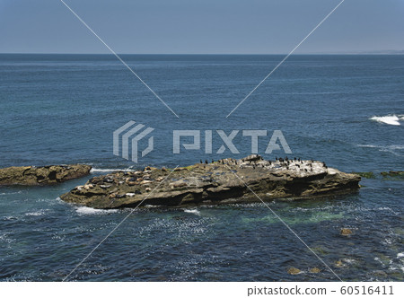 Sea lions and cormorants on a rock in the sea 60516411