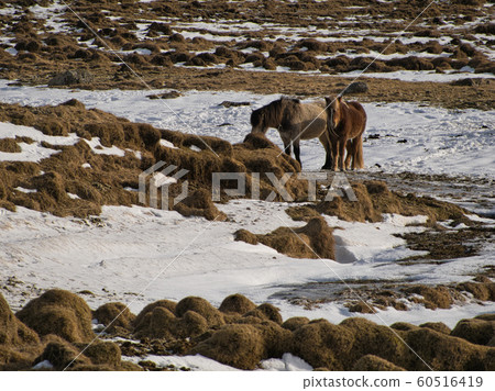 Two Icelandic horses on a snow-covered meadow Two Icelandic horses on a snow-covered meadow 60516419