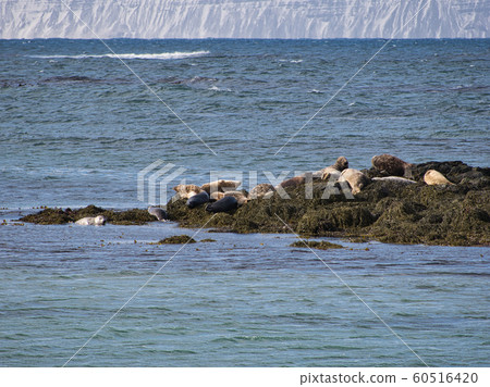 Several seals on a rock covered with algae Several seals on a rock covered with algae 60516420