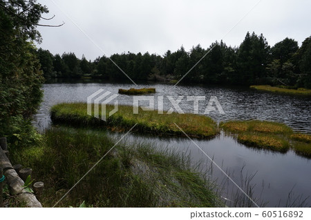 Shiga pond near Maeyama Wetland, Shiga Mountain, Shiga Kogen, Nagano Prefecture 60516892