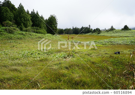 Maeyama Marshland, Shiga Kogen, Nagano Prefecture 60516894