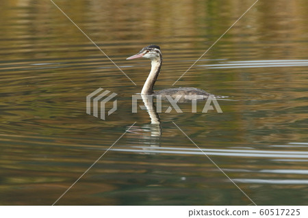 生物野生鳥類大鳳頭Gre，條紋的臉是幼鳥的地標 60517225