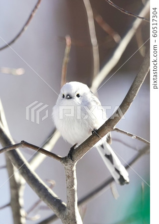 棲息在北海道的可愛野鳥 棲息在北海道的可愛野鳥 60517304