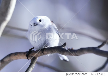 Cute wild birds inhabiting Hokkaido 60517315