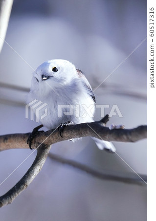 棲息在北海道的可愛野鳥 60517316