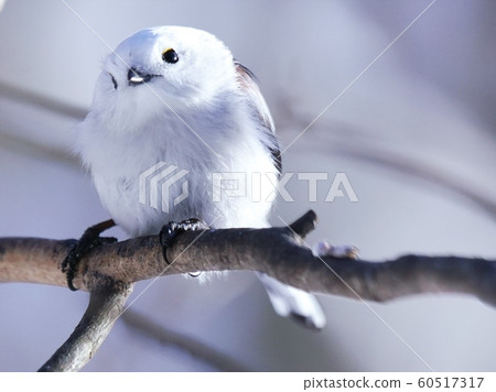 棲息在北海道的可愛野鳥 棲息在北海道的可愛野鳥 60517317