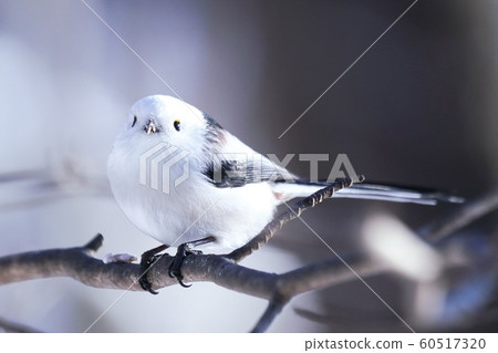 棲息在北海道的可愛野鳥 60517320