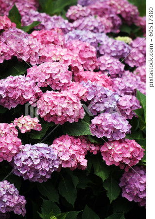 繡球花盛開的花朵 60517380