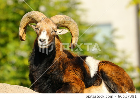 Prototype of sheep 60517381