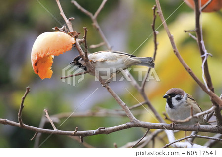 Two sparrows pecking a spear Two sparrows pecking a spear 60517541
