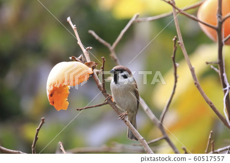 麻雀長矛 60517557