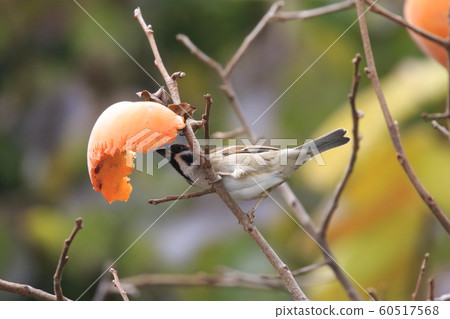 麻雀長矛 麻雀長矛 60517568