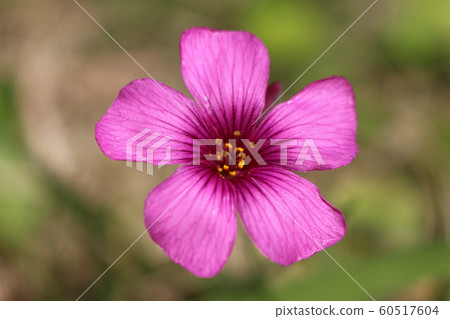 Pink flower Pink flower 60517604
