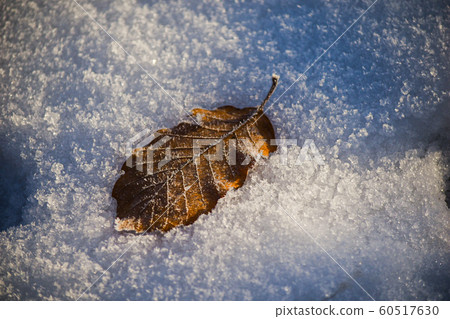 Leaves that make you feel the end of autumn and the beginning of winter 60517630