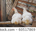 Chicken on the farm 60517869