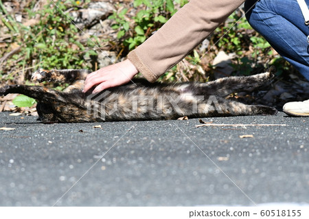 Cat, stray cat, rust pattern, rust-chan, boiled pleasure, faint, camouflage, camouflage 60518155
