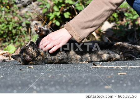 Cat, stray cat, rust pattern, rust-chan, boiled pleasure, faint, camouflage, camouflage Cat, stray cat, rust pattern, rust-chan, boiled pleasure, faint, camouflage, camouflage 60518156