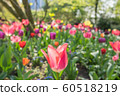 海外/鬱金香/自然/歐洲 60518219