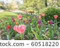 海外/鬱金香/自然/歐洲 60518220