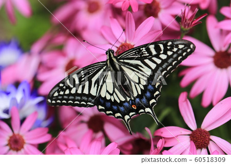 Insect house butterfly 60518309