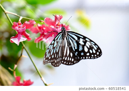 Insect Hall Cho Insect Hall Butterfly Insect Hall Cho Insect Hall Butterfly 60518541