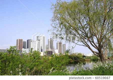 Musashi Kosugi high-rise buildings at the Tamagawa Riverside in spring Musashi Kosugi high-rise buildings at the Tamagawa Riverside in spring 60519087