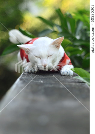 Lazy cat on concrete wall Lazy cat on concrete wall 60520302