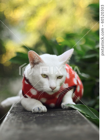 Lazy cat on concrete wall 60520303
