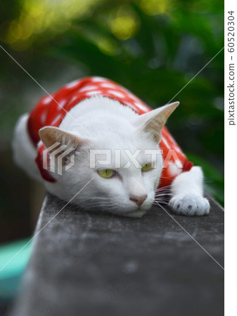 Lazy cat on concrete wall Lazy cat on concrete wall 60520304