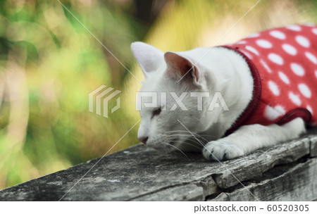 Lazy cat on concrete wall Lazy cat on concrete wall 60520305