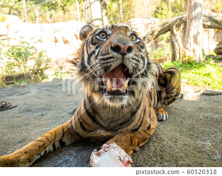 Zoo tiger close-up Zoo tiger close-up 60520318