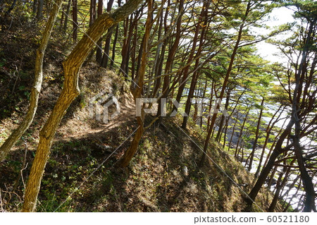 美麗的田野海 60521180