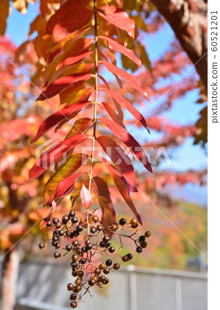 多年生的秋葉和果實 60521201