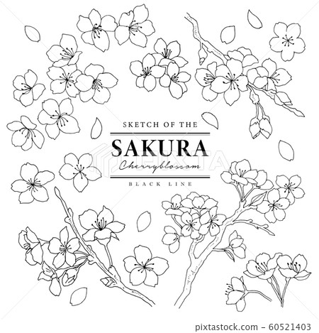 Stylish hand-drawn Sakura set 01 / line drawing - Stock Illustration ...