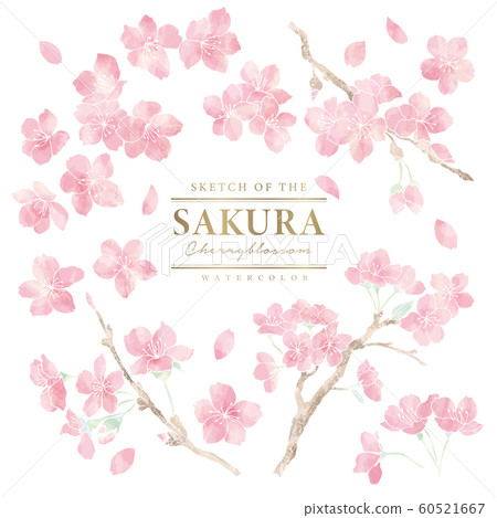 Stylish hand-drawn cherry set 07 / Watercolor 04 60521667