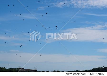伊瓜蘇瀑布，天空，野鳥 60522007