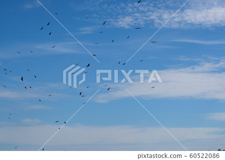 伊瓜蘇瀑布,天空,野鳥 伊瓜蘇瀑布,天空,野鳥 60522086
