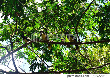Iguazu National Park Wild Bird Iguazu National Park Wild Bird 60522088