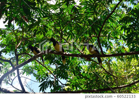 Iguazu National Park Wild Bird Iguazu National Park Wild Bird 60522133