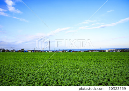 Field (autumn) Field (autumn) 60522369