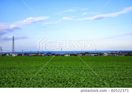 Field (autumn) 60522371