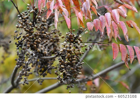 Goby fruit, december, goby, autumn leaves 60523108