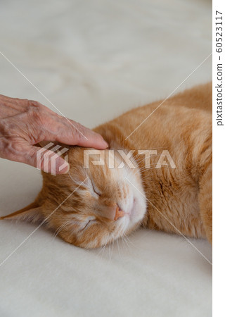 Senior hand stroking the cat 60523117