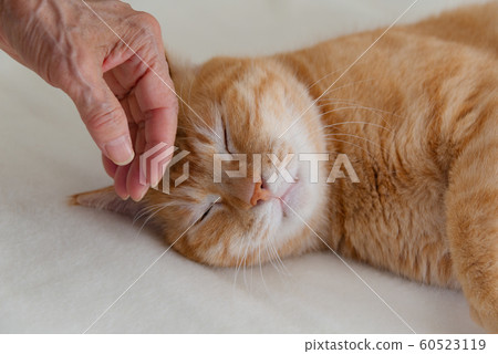 撫摸貓的資深手 60523119